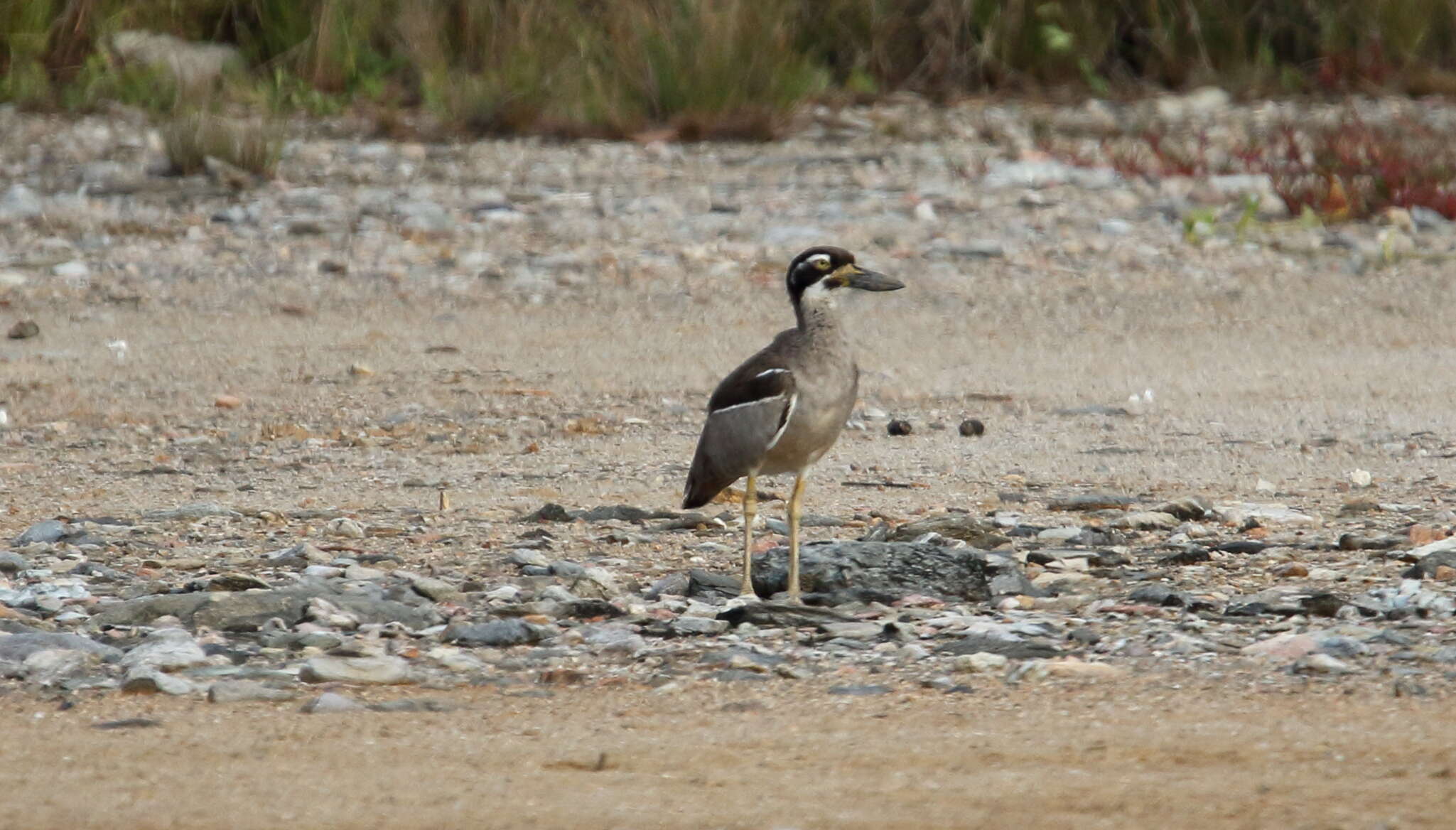 Image of Beach Stone-curlew