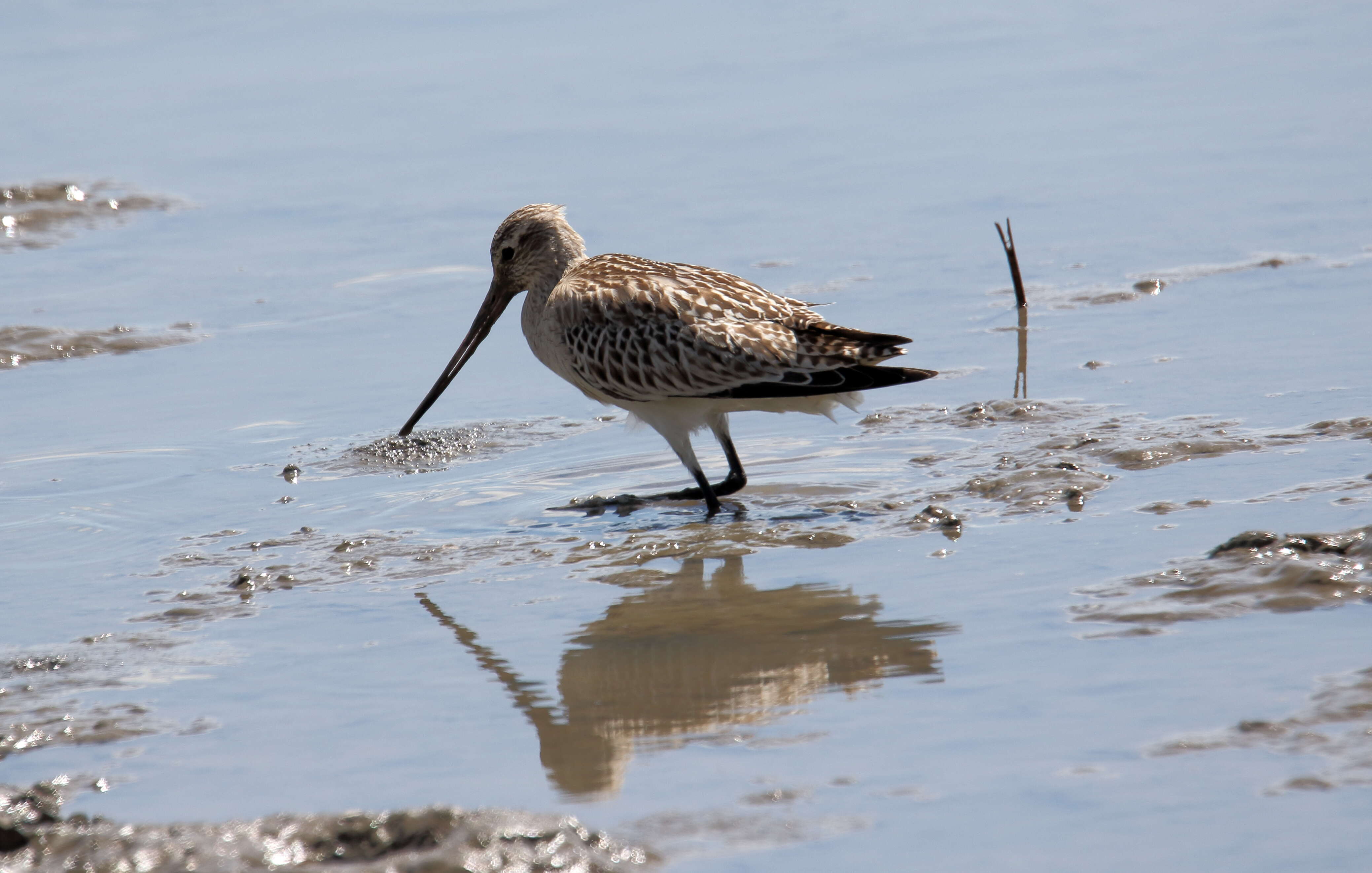 Image of Bar-tailed Godwit