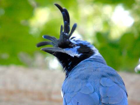 Image of Magpie-jay