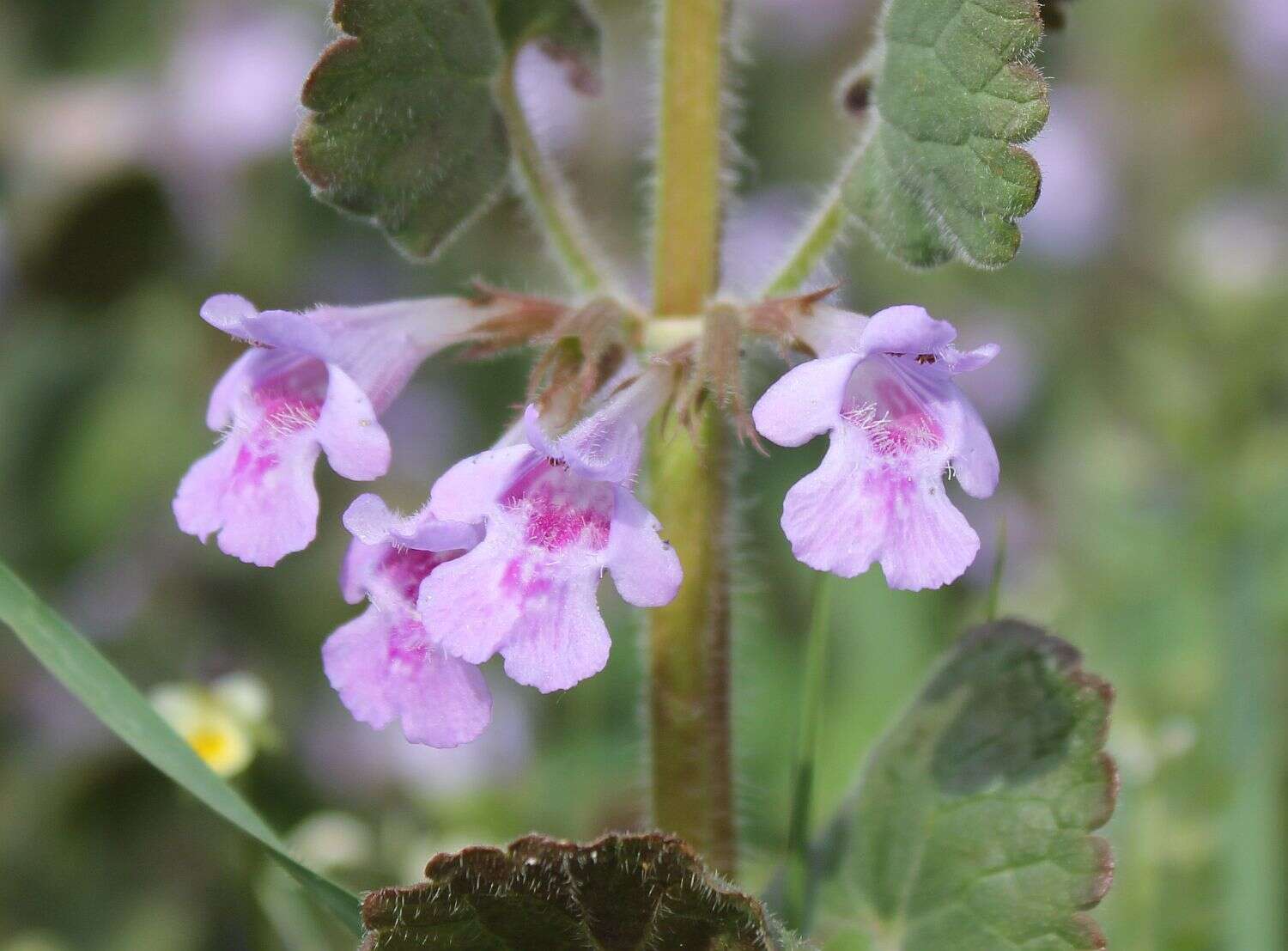 Imagem de Glechoma hirsuta Waldst. & Kit.