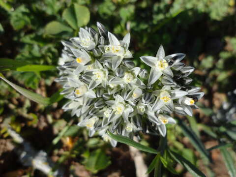 Image of Limeum africanum subsp. africanum