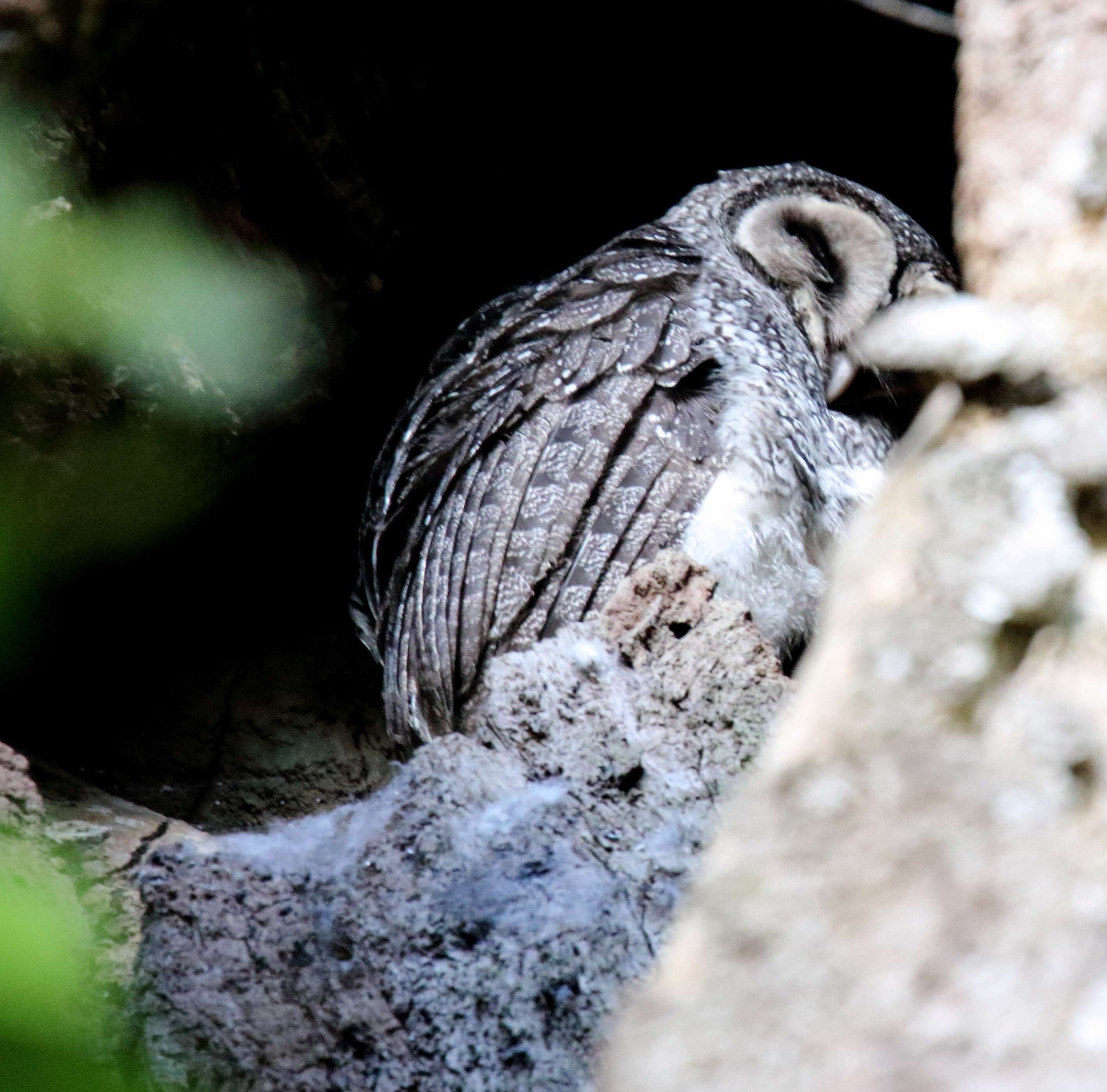 Image of Lesser Sooty Owl