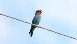 Image of Dollarbird