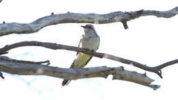 Image of Pallid Cuckoo