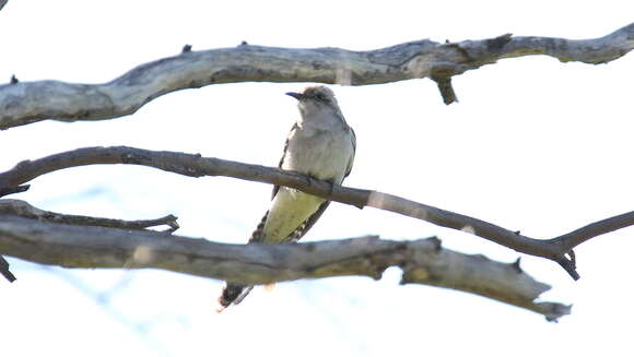 Image of Pallid Cuckoo