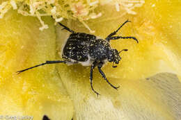 Image of Texas Flower Scarab