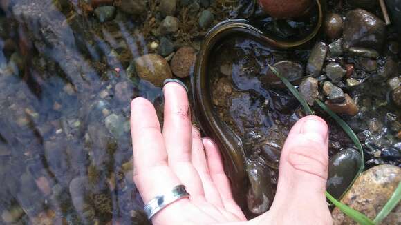 Image of Siberian brook lamprey