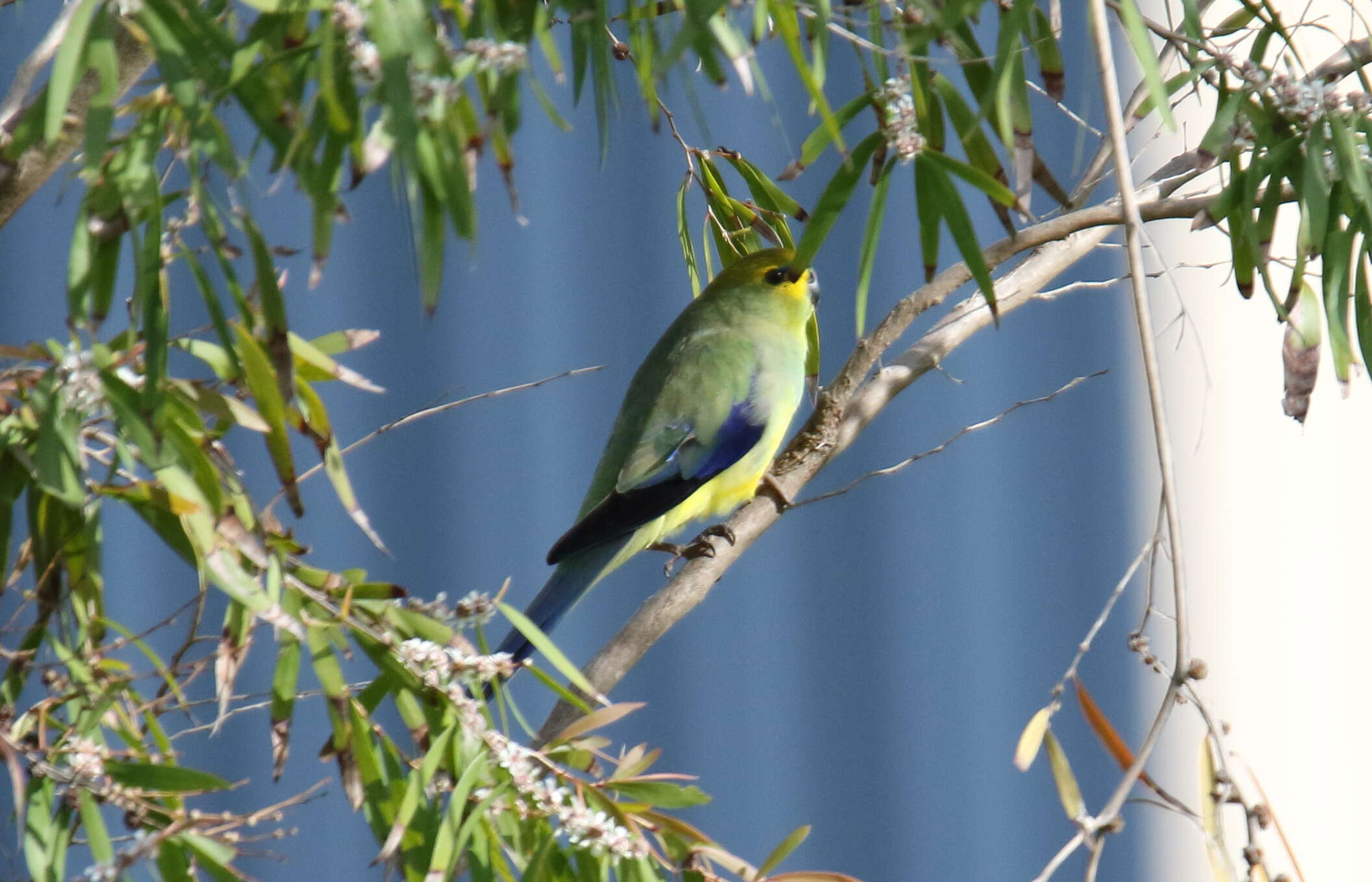 Image of Blue-winged Parrot