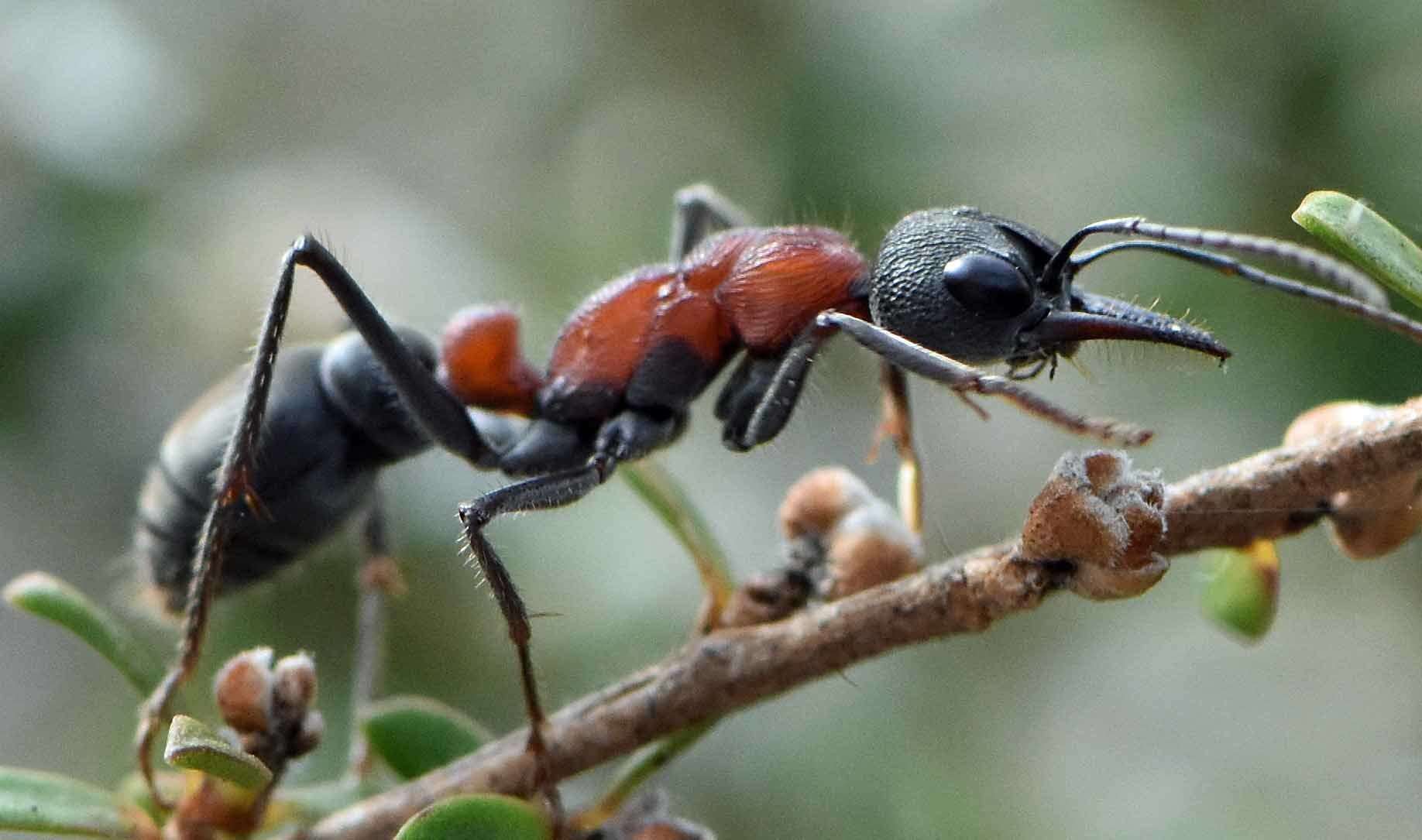 Image of Myrmecia ludlowi Crawley 1922