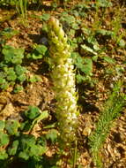 Image of Satyrium bicallosum Thunb.