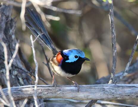 Image of Variegated Fairy-wren