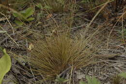 Image of Rush Hair Sedge