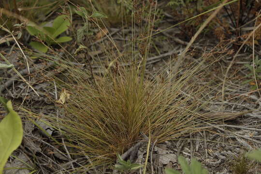 Image of Rush Hair Sedge