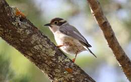 Image of Brown-headed Honeyeater