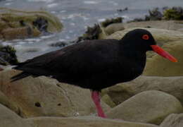 Haematopus moquini Bonaparte 1856 resmi