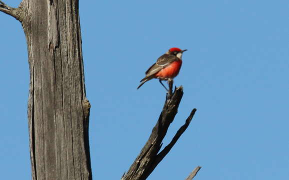 صورة Epthianura tricolor Gould 1841