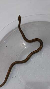 Image of Aurora House Snake