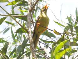 Image of Bell Miner