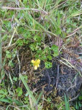 Image of Ranunculus fuegianus Speg.