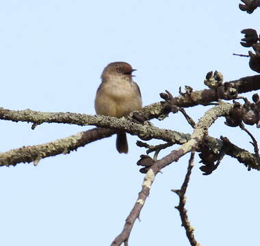 Image of Buff-rumped Thornbill