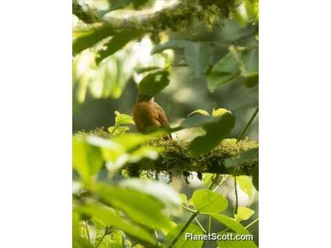 Image of Fraser's Rufous Thrush