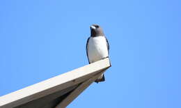 Image of White-breasted Woodswallow