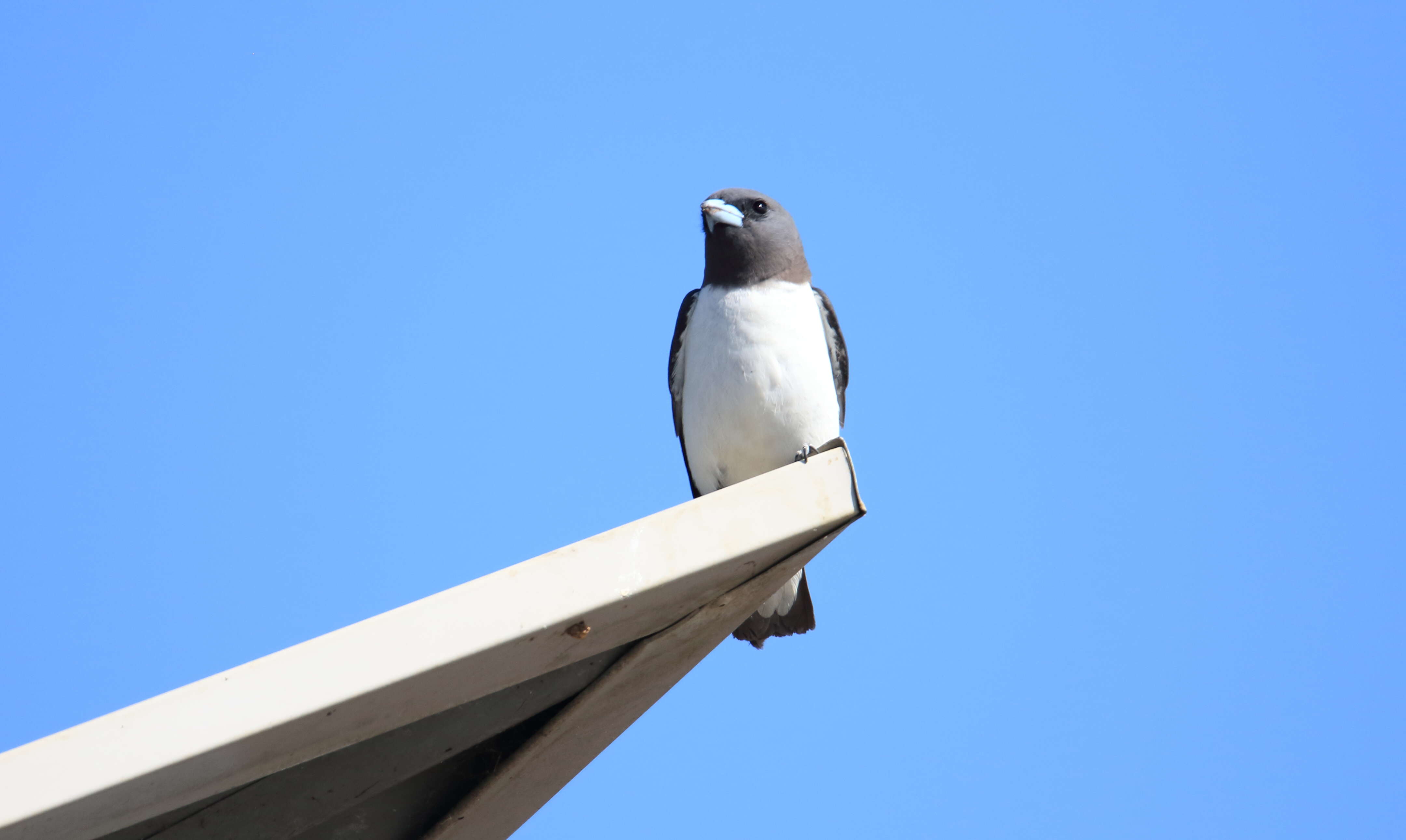 Image of White-breasted Woodswallow