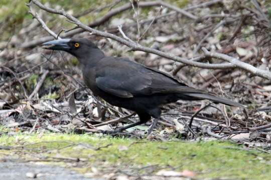 Imagem de Strepera fuliginosa (Gould 1837)