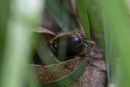 Image of Elaphocera suturalis Schaufuss 1874