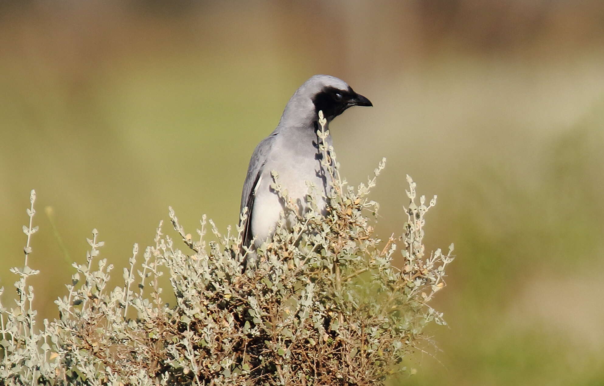 Image of Black-faced Cuckoo-shrike