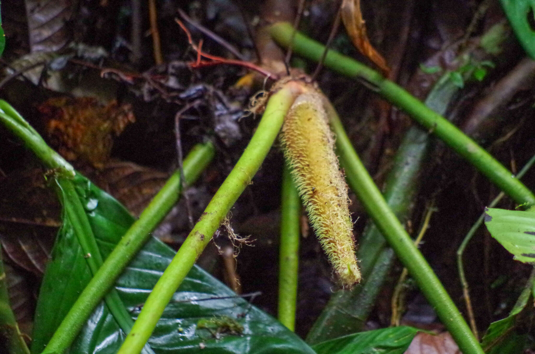 Image of Philodendron pseudoverrucosum Croat