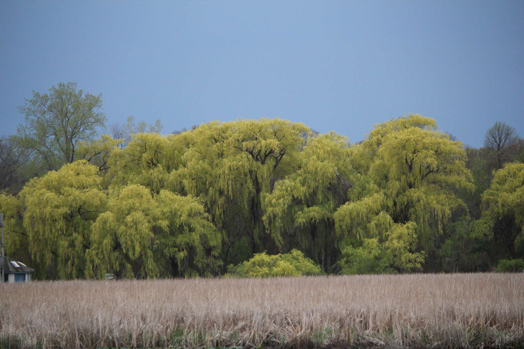 Imagem de Salix sepulcralis Simonk.