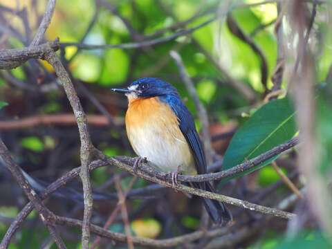 Image de Gobemouche des mangroves