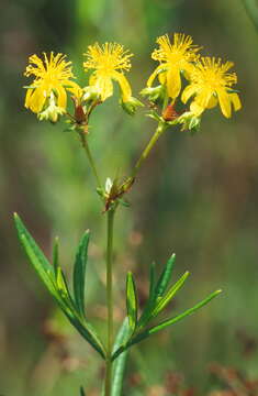 Sivun Hypericum adpressum W. C. P. Barton kuva