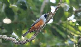 Image of Black-faced Monarch