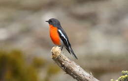 Image of Flame Robin