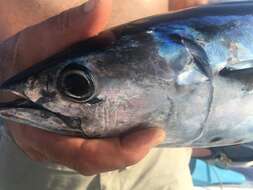 Image of Black Skipjack