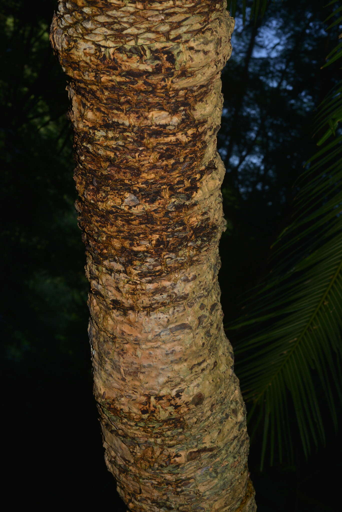 Image of Cycad