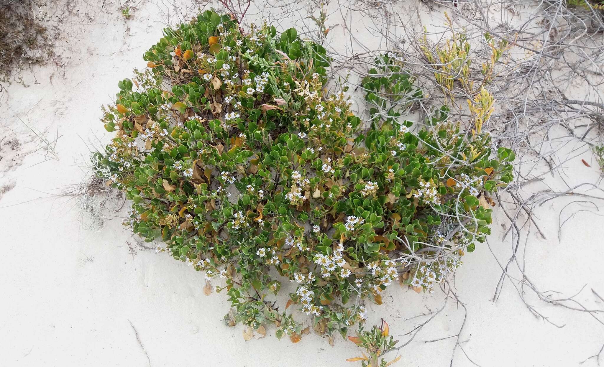 Image of Scaevola crassifolia Labill.