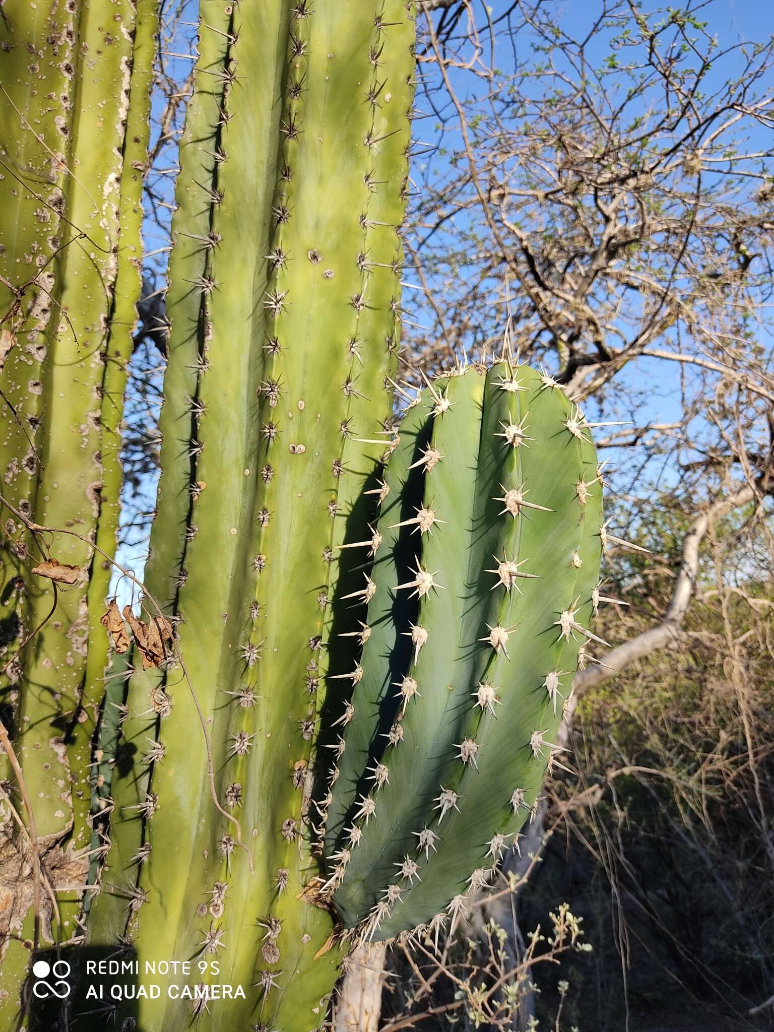 Image of Pachycereus grandis Rose