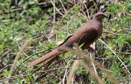 Image of Brown Cuckoo-Dove