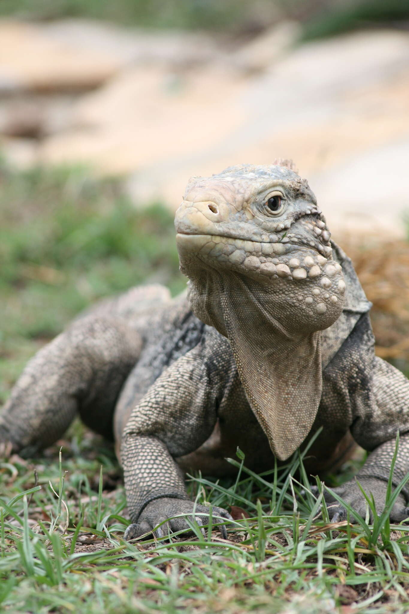 Image of Cayman Islands Ground Iguana