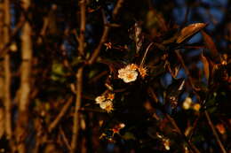 Image of manzanita tejocotera