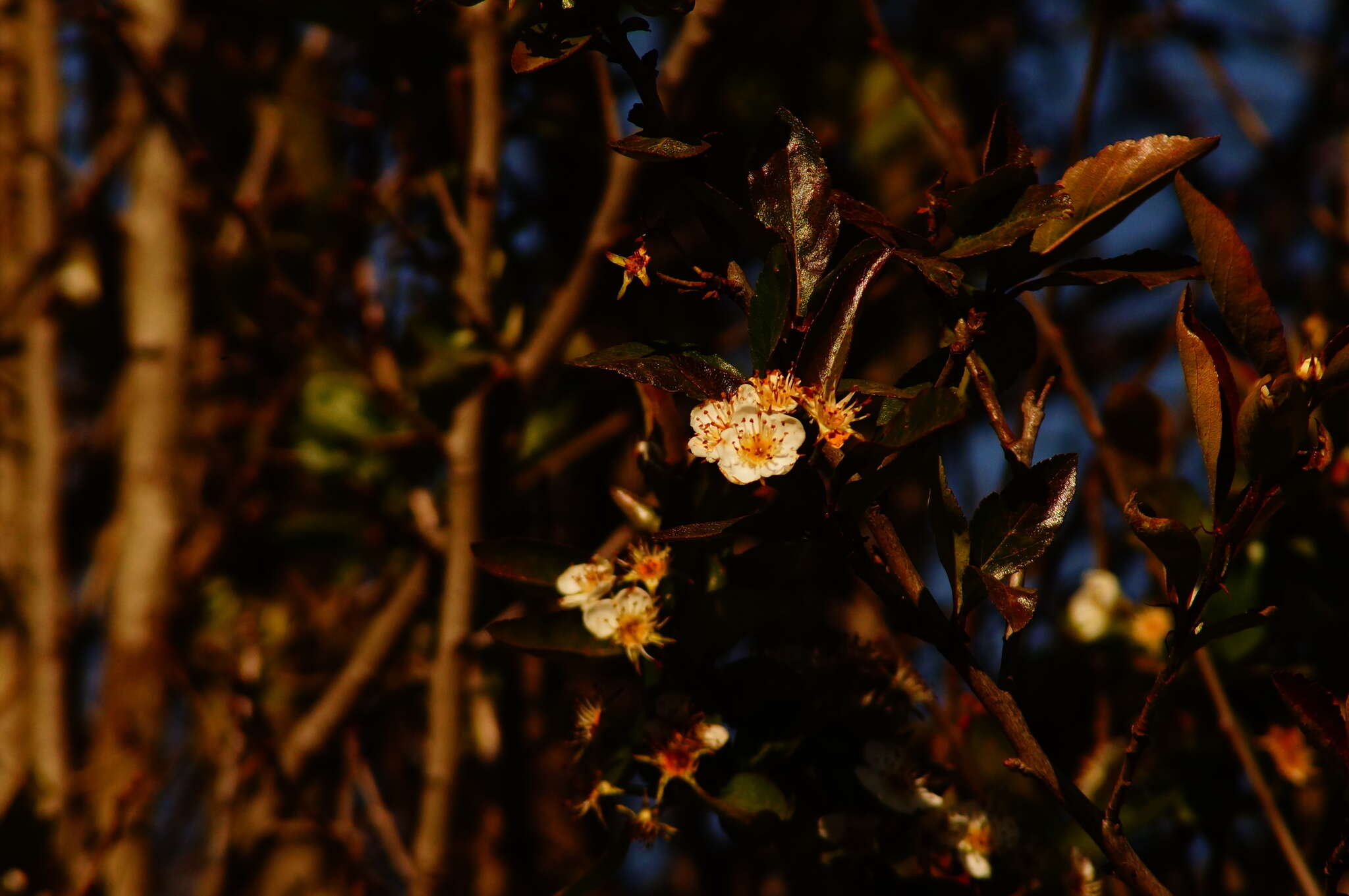 Image of manzanita tejocotera