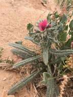 Image of Echium rauwolfii Del.