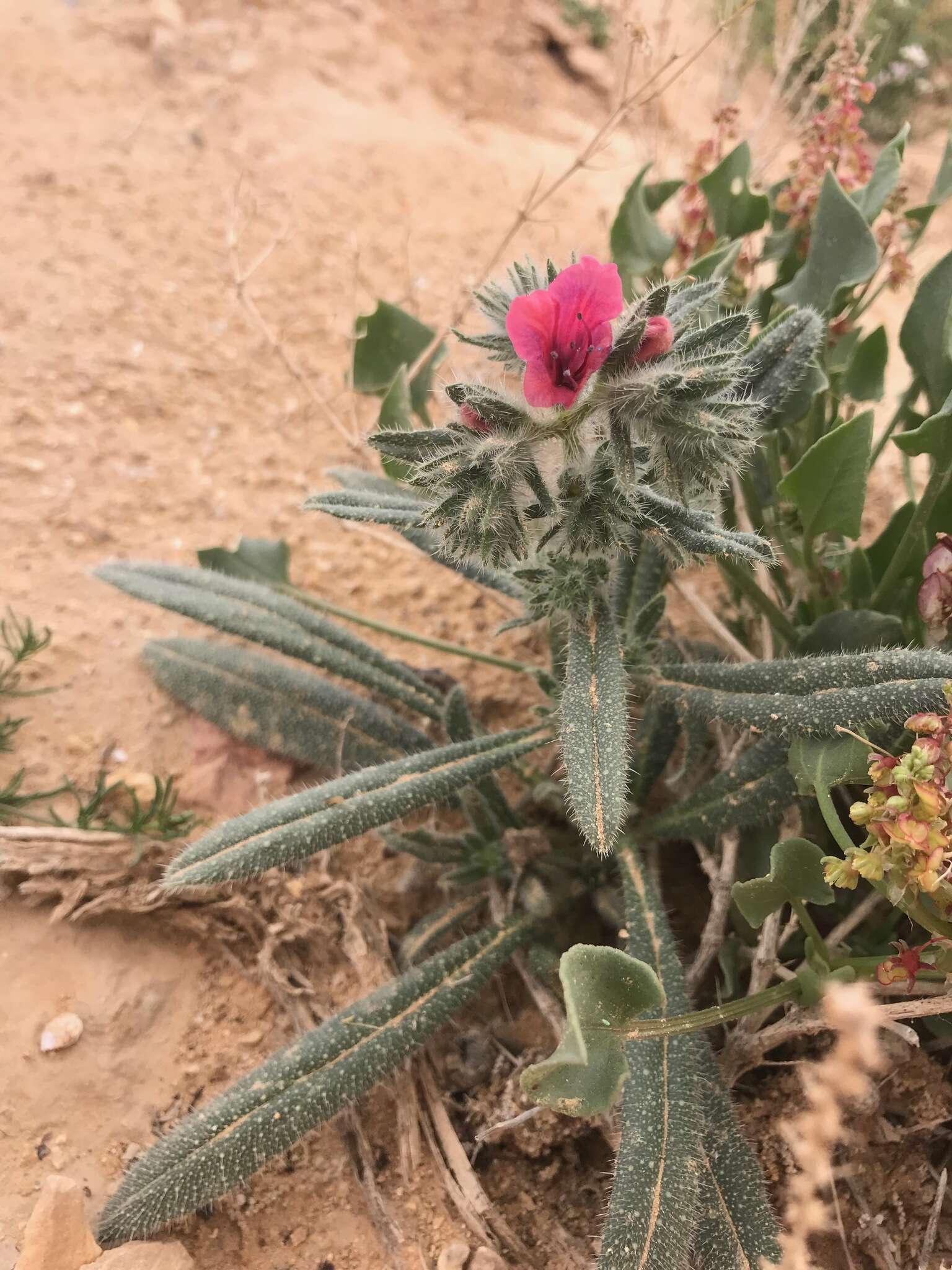 Image of Echium rauwolfii Del.