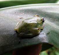 Image of Forest Bright-eyed Frog