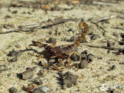 Opistophthalmus capensis (Herbst 1800) resmi