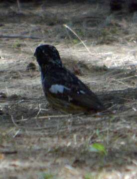 Image of Rose-breasted Grosbeak