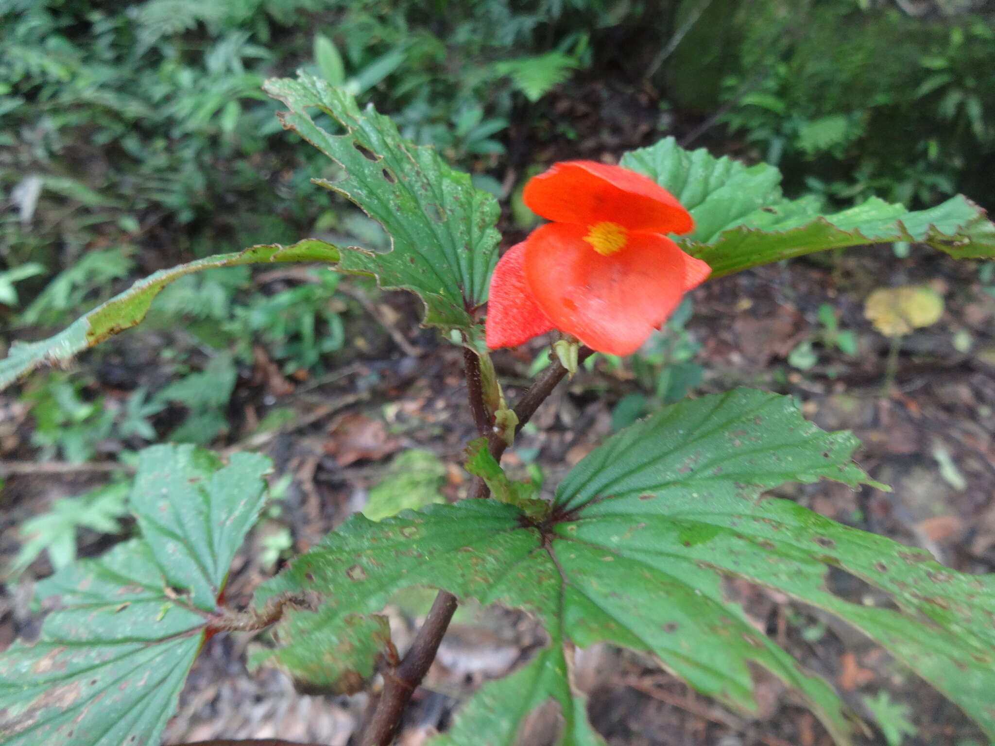 صورة Begonia lophoptera Rolfe